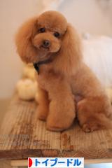 にほんブログ村 犬ブログ トイプードルへ