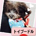にほんブログ村 犬ブログ トイプードルへ