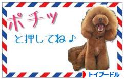 にほんブログ村 犬ブログ トイプードルへ