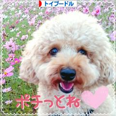 にほんブログ村 犬ブログ トイプードルへ