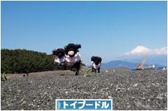 にほんブログ村 犬ブログ トイプードルへ