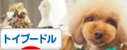 にほんブログ村 犬ブログ トイプードルへ
