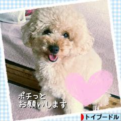 にほんブログ村 犬ブログ トイプードルへ