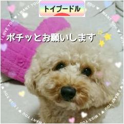 にほんブログ村 犬ブログ トイプードルへ