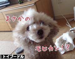 にほんブログ村 犬ブログ トイプードルへ