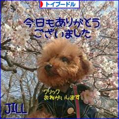 にほんブログ村 犬ブログ トイプードルへ