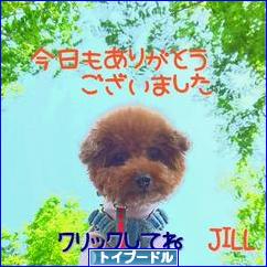 にほんブログ村 犬ブログ トイプードルへ
