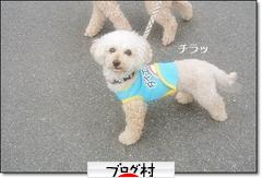 にほんブログ村 犬ブログ トイプードルへ