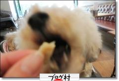 にほんブログ村 犬ブログ トイプードルへ