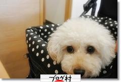 にほんブログ村 犬ブログ トイプードルへ
