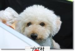 にほんブログ村 犬ブログ トイプードルへ