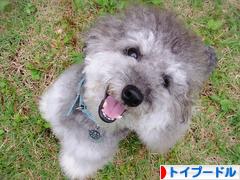 にほんブログ村 犬ブログ トイプードルへ
