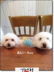 にほんブログ村 犬ブログ トイプードルへ