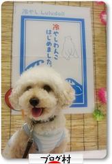 にほんブログ村 犬ブログ トイプードルへ