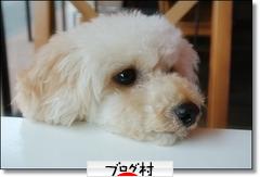 にほんブログ村 犬ブログ トイプードルへ