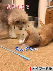 にほんブログ村 犬ブログ トイプードルへ