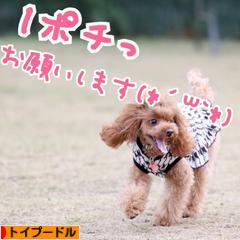 にほんブログ村 犬ブログ トイプードルへ