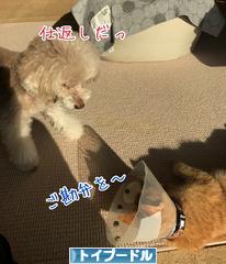 にほんブログ村 犬ブログ トイプードルへ