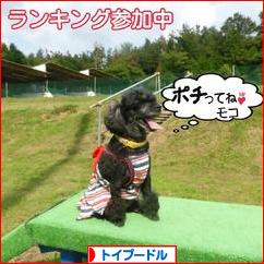 にほんブログ村 犬ブログ トイプードルへ