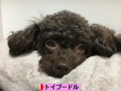 にほんブログ村 犬ブログ トイプードルへ