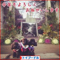 にほんブログ村 犬ブログ トイプードルへ