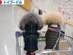 にほんブログ村 犬ブログ トイプードルへ