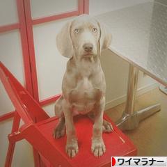 にほんブログ村 犬ブログ ワイマラナーへ