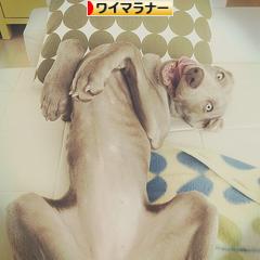 にほんブログ村 犬ブログ ワイマラナーへ