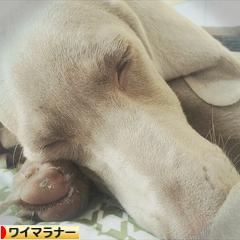 にほんブログ村 犬ブログ ワイマラナーへ