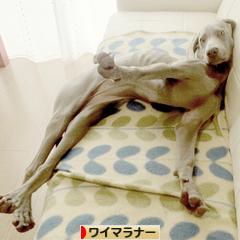 にほんブログ村 犬ブログ ワイマラナーへ