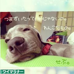 にほんブログ村 犬ブログ ワイマラナーへ