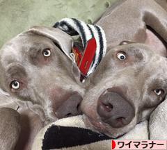 にほんブログ村 犬ブログ へ