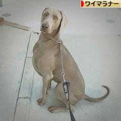 にほんブログ村 犬ブログ ワイマラナーへ