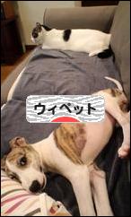 にほんブログ村 犬ブログ ウィペットへ
