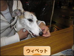 にほんブログ村 犬ブログ ウィペットへ