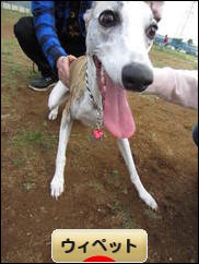 にほんブログ村 犬ブログ ウィペットへ