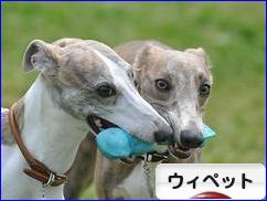 にほんブログ村 犬ブログ ウィペットへ