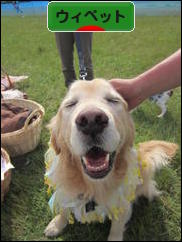 にほんブログ村 犬ブログ ウィペットへ