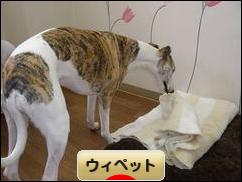 にほんブログ村 犬ブログ ウィペットへ