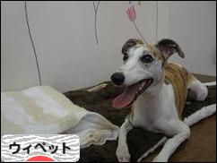 にほんブログ村 犬ブログ ウィペットへ