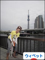 にほんブログ村 犬ブログ ウィペットへ