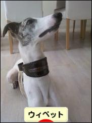にほんブログ村 犬ブログ ウィペットへ
