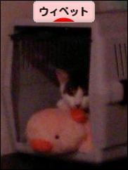 にほんブログ村 犬ブログ ウィペットへ