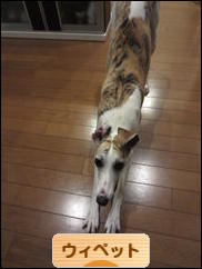 にほんブログ村 犬ブログ ウィペットへ
