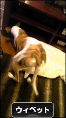 にほんブログ村 犬ブログ ウィペットへ