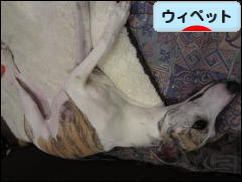 にほんブログ村 犬ブログ ウィペットへ