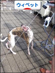 にほんブログ村 犬ブログ ウィペットへ