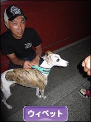 にほんブログ村 犬ブログ ウィペットへ