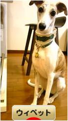 にほんブログ村 犬ブログ ウィペットへ