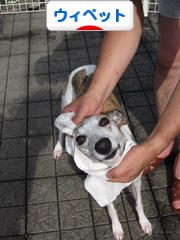 にほんブログ村 犬ブログ ウィペットへ